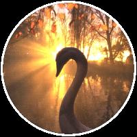 lorien_swan_boat_tn.jpg